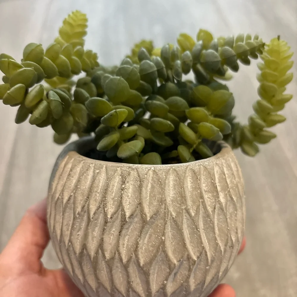 Decorative Gray Planter with Green Succulents